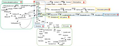 Advantages of omics approaches for elucidating metabolic changes in diabetic peripheral neuropathy